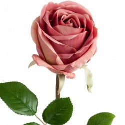 Rose - Mr Plant - Rose incarnat - 75 cm