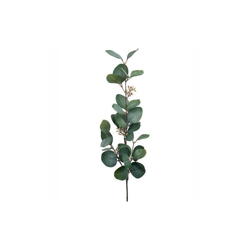 Eucalyptus fleuri - Mr Plant - 70 cm