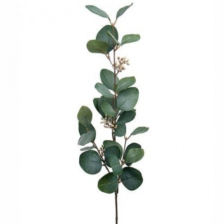 Eucalyptus fleuri - Mr Plant - 70 cm