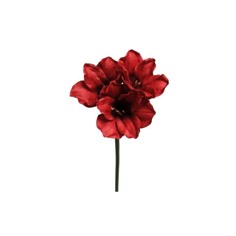 Amaryllis - Mr Plant - Rouge - 60 cm