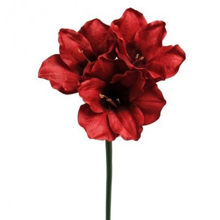 Amaryllis - Mr Plant - Rouge - 60 cm