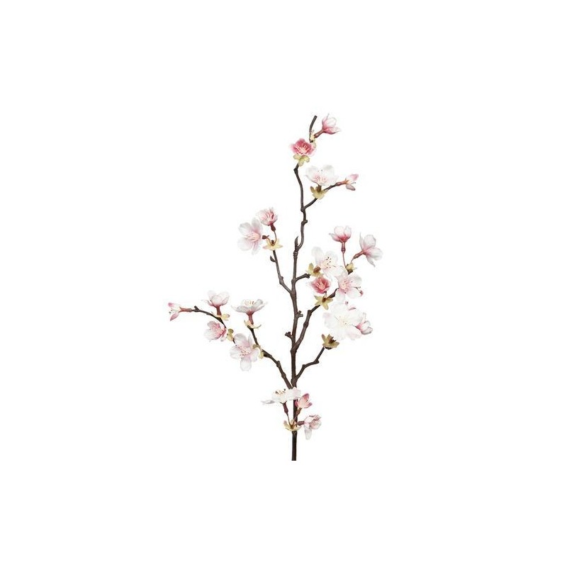 Cerisier - Mr Plant - Rose pale - 60 cm