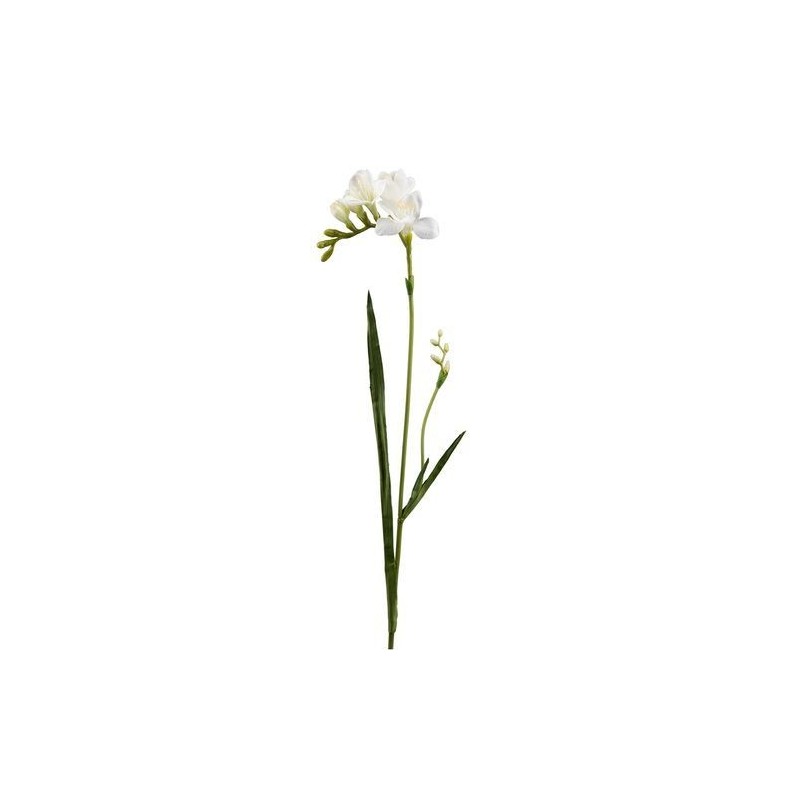 Freesia - Mr Plant - Blanc - 60 cm