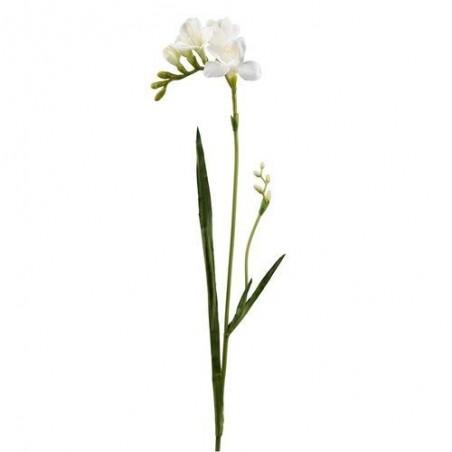 Freesia - Mr Plant - Blanc - 60 cm