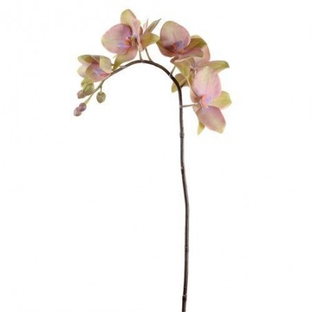 Orchidée - Mr Plant - Rose - 60 cm