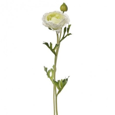 Renoncule - Mr Plant - Blanc - 36 cm