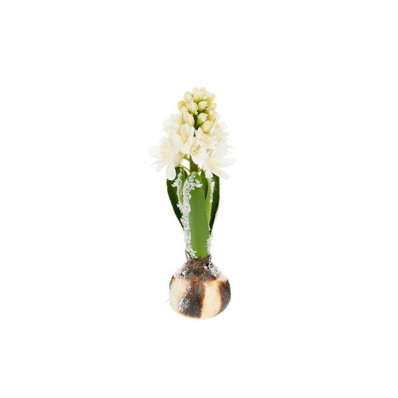 Jacinthe bulbe - Mr Plant - Blanc- 20 cm