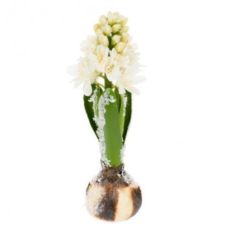 Jacinthe bulbe - Mr Plant - Blanc- 20 cm