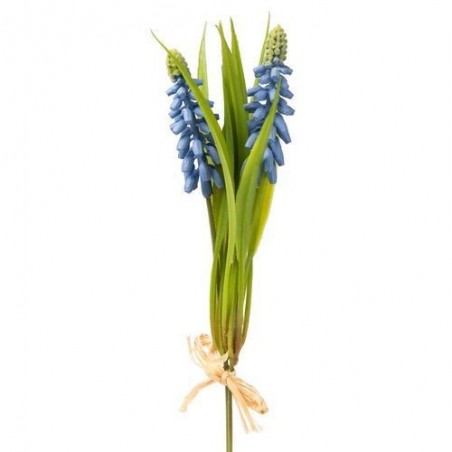 Muscari - Mr Plant - Bleu - 20 cm