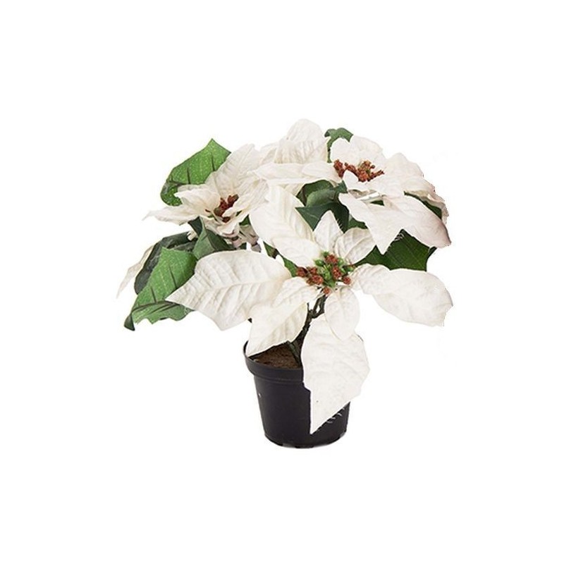 Poinsettia - Mr plant - Blanc - 23 cm