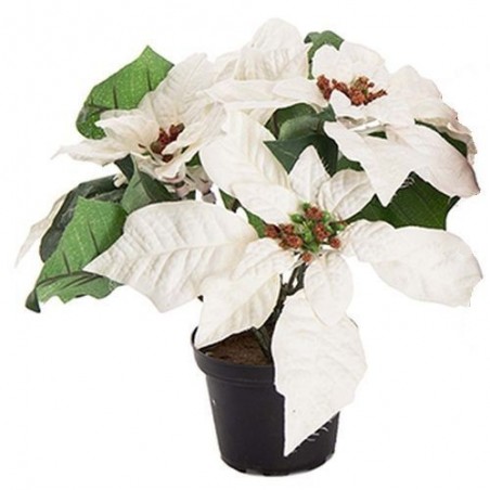 Poinsettia - Mr plant - Blanc - 23 cm