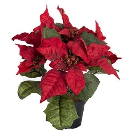 Poinsettia - Mr plant - Rouge - 23 cm