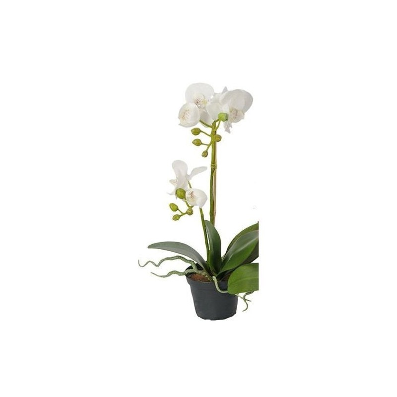 Orchidée phalaenopsis - Mr plant - Blanc - 45 cm