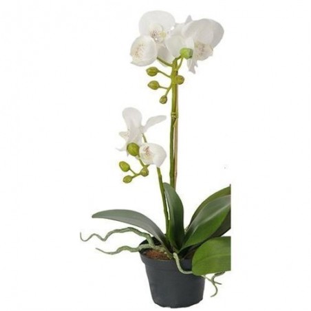 Orchidée phalaenopsis - Mr plant - Blanc - 45 cm