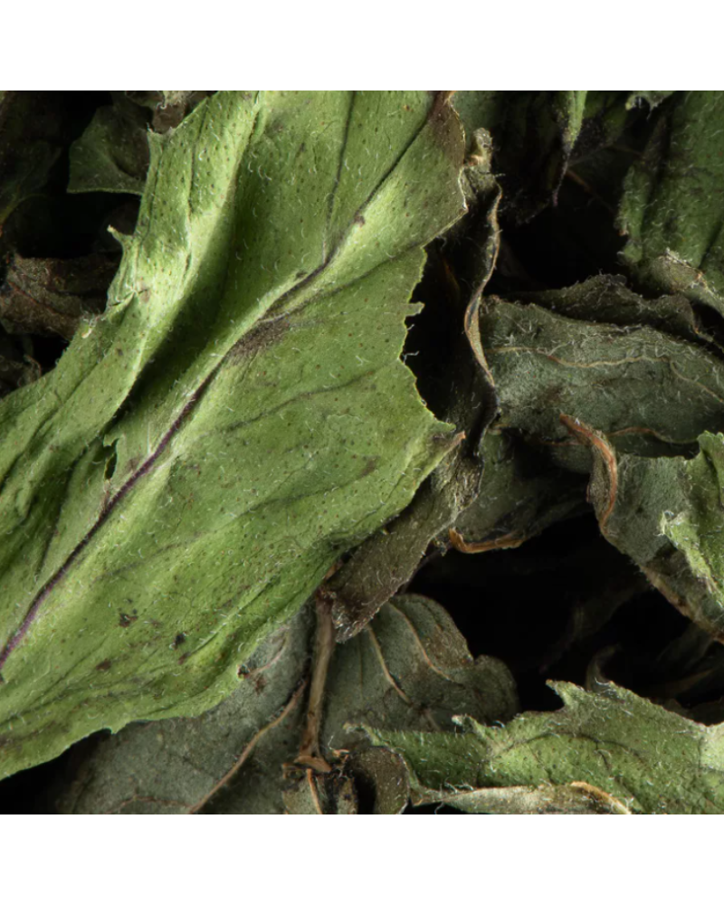 Tisane Menthe poivrée - Dammann Frères - 100g