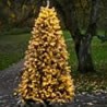 Sapins et arbres lumineux